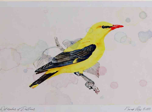 A4 golden oriole male.jpg