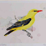 A4 golden oriole male