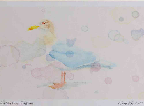A4 glaucous gull adult nonbreeding plumage.jpg