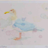A4 glaucous gull adult nonbreeding plumage