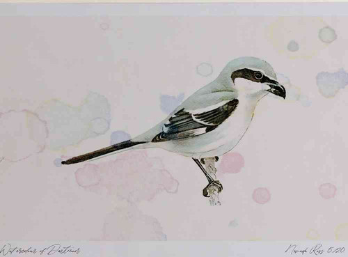 A4 great grey shrike.jpg