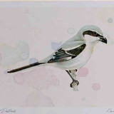 A4 great grey shrike