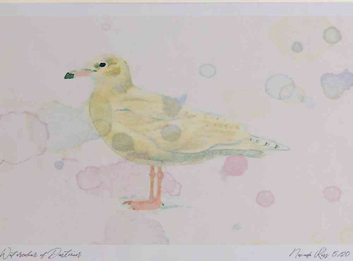 A4 glaucous gull firstwinter.jpg