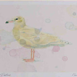 A4 glaucous gull firstwinter