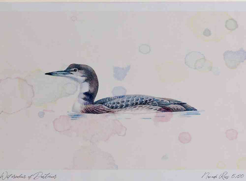 A4 great northern diver firstwinter.jpg