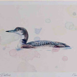 A4 great northern diver firstwinter