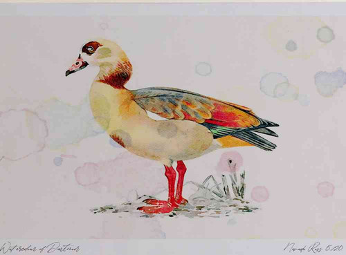 A4 egyption goose adult.jpg