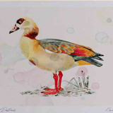 A4 egyption goose adult