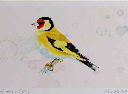 A4 goldfinch adult.jpg