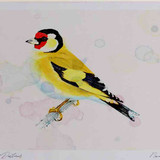 A4 goldfinch adult