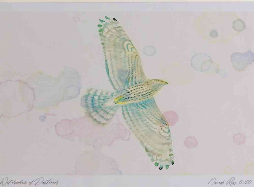 A4 goshawk juvenile