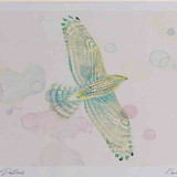 A4 goshawk juvenile