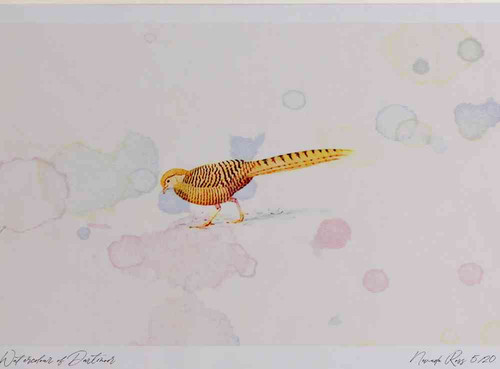A4 golden pheasant female.jpg
