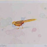A4 golden pheasant female