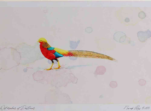 A4 golden pheasant male.jpg