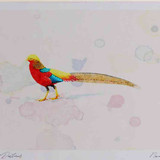 A4 golden pheasant male