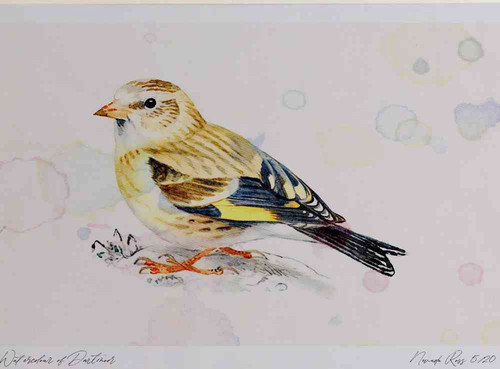 A4 goldfinch juvenile.jpg