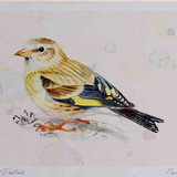 A4 goldfinch juvenile