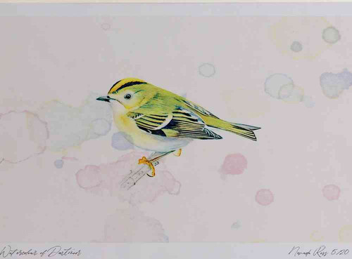 A4 goldcrest adult.jpg