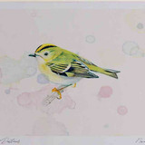 A4 goldcrest adult