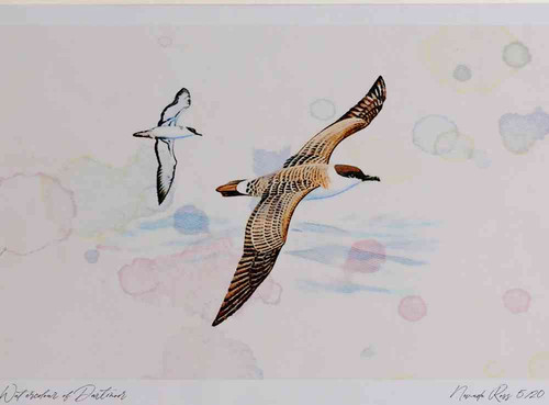 A4 great shearwater.jpg