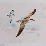 A4 great shearwater