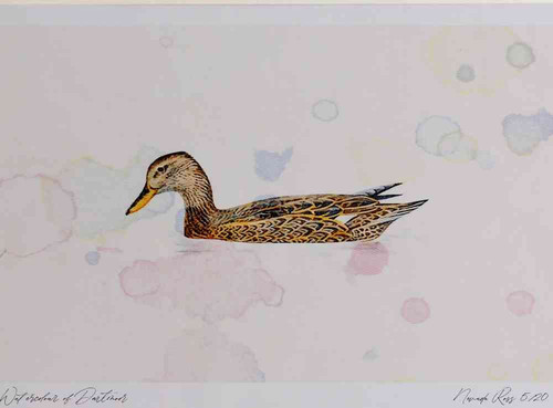A4 gadwall female.jpg