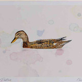 A4 gadwall female