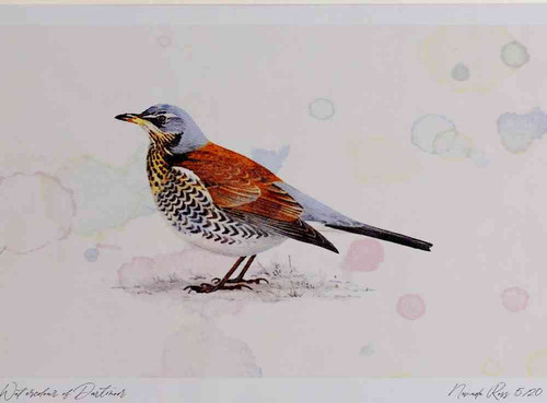 A4 fieldfare.jpg