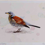 A4 fieldfare