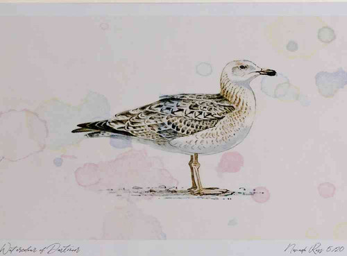 A4 great black backed gull secondwinter.jpg