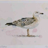 A4 great black backed gull secondwinter