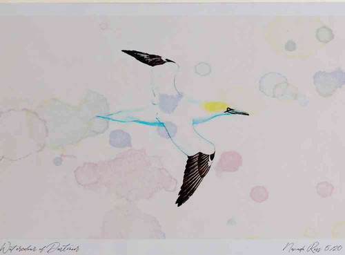 A4 gannet inflight.jpg