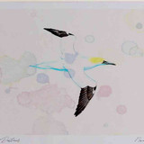 A4 gannet inflight