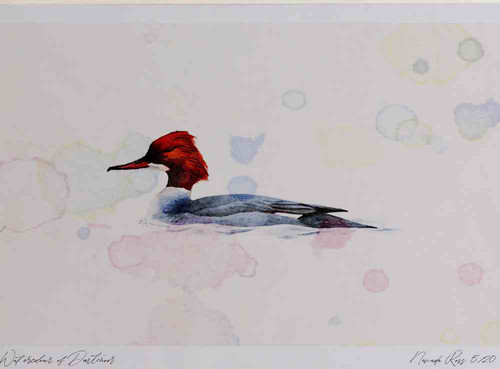 A4 goosander female.jpg