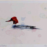 A4 goosander female