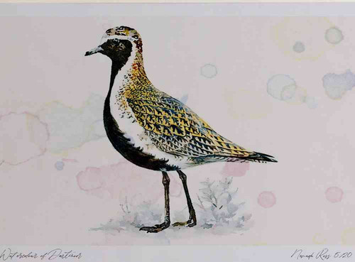 A4 golden plover breeding plumage.jpg
