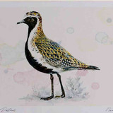 A4 golden plover breeding plumage