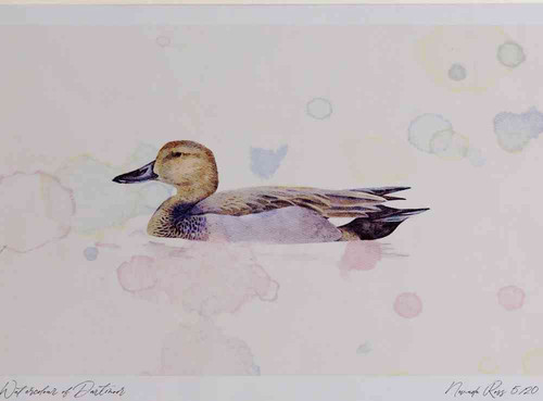 A4 gadwall male.jpg
