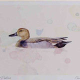 A4 gadwall male