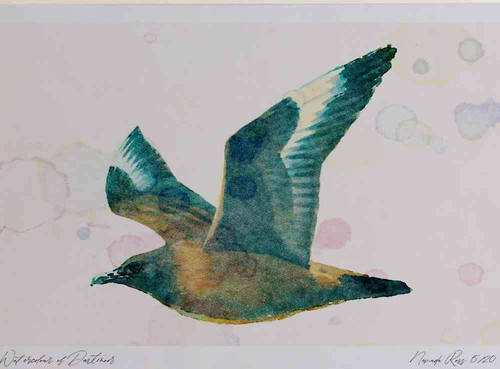 A4 great skua juvenile.jpg