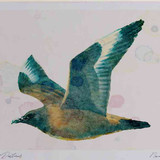 A4 great skua juvenile