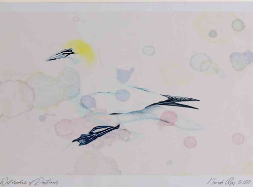 A4 gannet adult.jpg