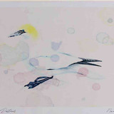 A4 gannet adult