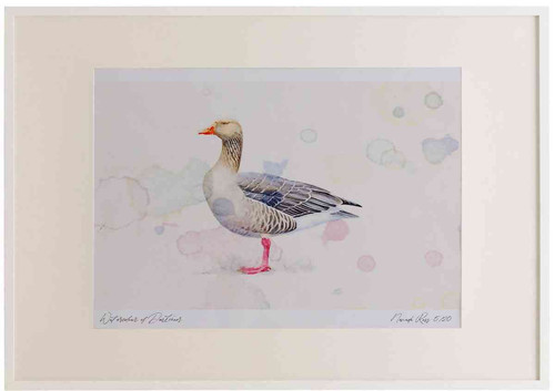 A2 greylag goose.jpg
