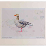 A2 greylag goose