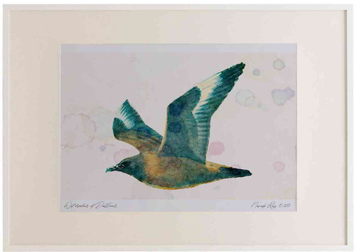 A2 great skua juvenile.jpg