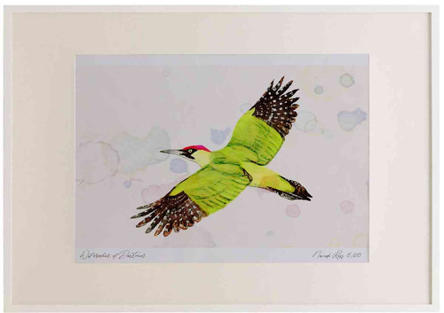 A2 green woodpecker inflight.jpg