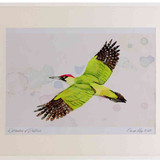 A2 green woodpecker inflight