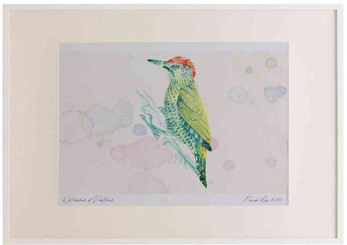 A2 green woodpecker juvenile.jpg